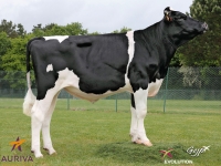 GERVITA - Prim'Holstein